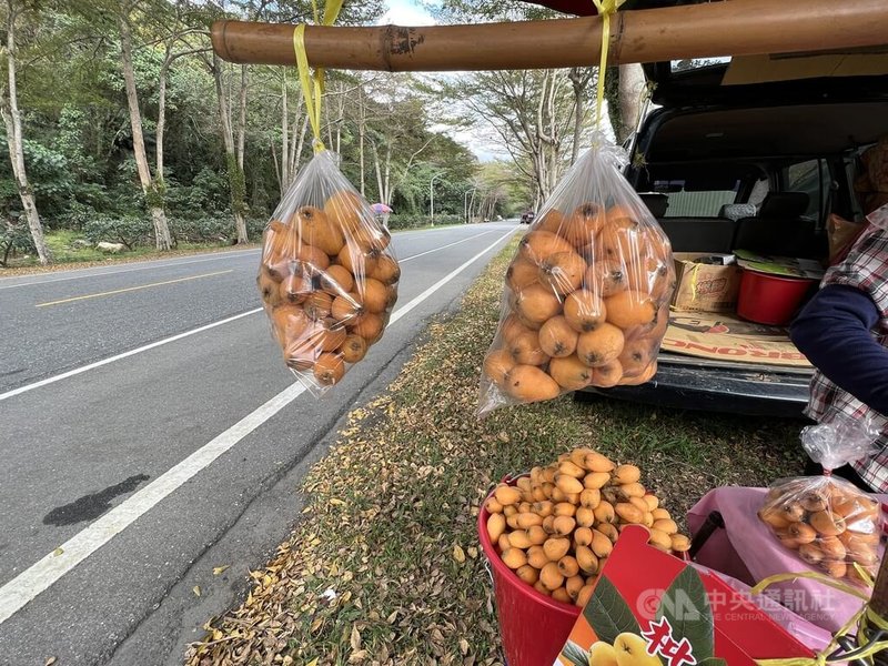 元宵節過後，台東縱谷的枇杷陸續上市，產期預估至清明節，這幾天台9線鹿野段，路旁擺攤的小農已經掛上枇杷。中央社記者盧太城台東攝  112年2月16日