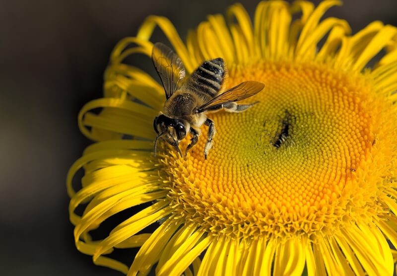 國輻中心救蜜蜂破解病毒結構助開發天然藥物創全球先例| 科技| 中央社CNA