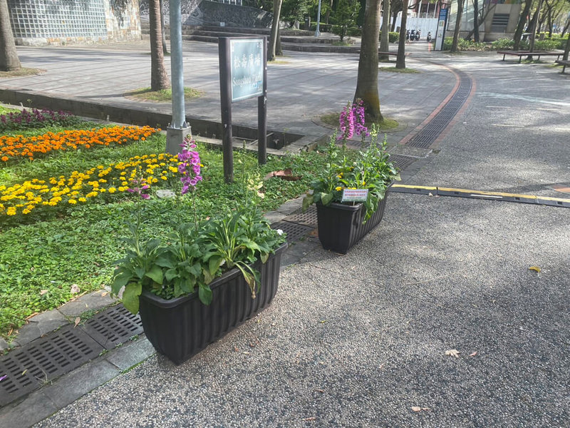 民進黨台北市議員許家蓓指出，台灣燈會在台北市舉辦，但北市府卻在市民廣場及四四南村燈區附近設置大量具有毒性的毛地黃盆栽當裝飾。北市公園處16日表示，已設置勿摘食告示牌警告。（台北市公園處提供）中央社記者劉建邦傳真 112年2月17日