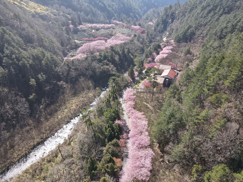 武陵農場櫻花季持續展開，吸引許多民眾不遠千里上山賞櫻，武陵農場副場長胡發韜17日表示，農場境內櫻花目前正值盛開，2萬棵櫻花樹綿延在山林間，從空拍角度可見，粉色櫻花形成一條「櫻花河流」，美麗壯觀。（武陵農場提供）中央社記者趙麗妍傳真 112年2月17日