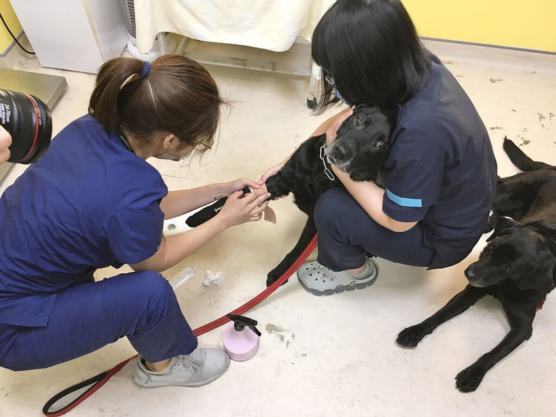 台中市搜救犬Melody和腿腿加入台灣搜救隊隊伍，日前遠赴土耳其救援，目前已返台，消防局17日帶著牠們至中興大學浪浪樂活醫療室進行全面健檢，儘管在抽血時有點緊張，但牠們還是配合完成檢查。（動保處提供）中央社記者趙麗妍傳真 112年2月17日