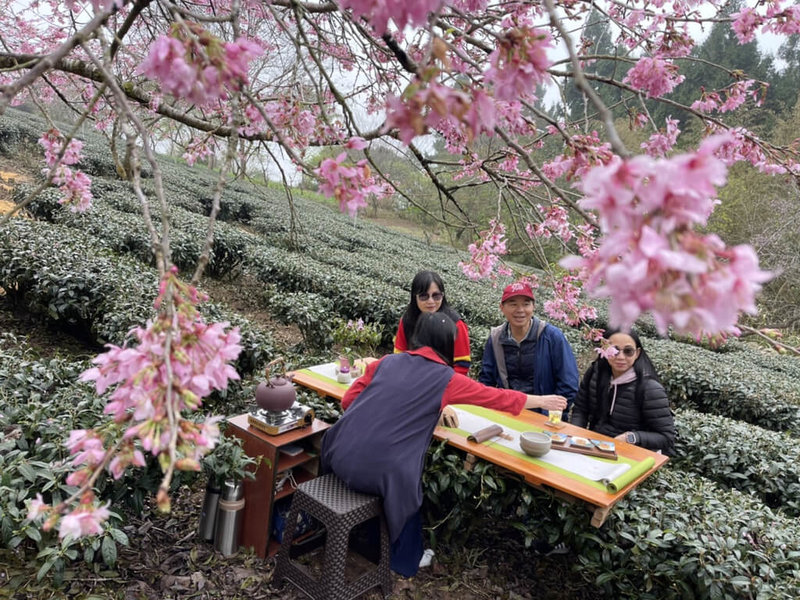 嘉義縣阿里山石棹茶文化協會3月初將在石棹步道群的櫻之道舉辦「春櫻夜－細品茶香」活動，邀民眾一起坐在特色茶席上賞美景、品嚐阿里山高山茶。（嘉義縣政府提供）中央社記者蔡智明傳真  112年2月18日