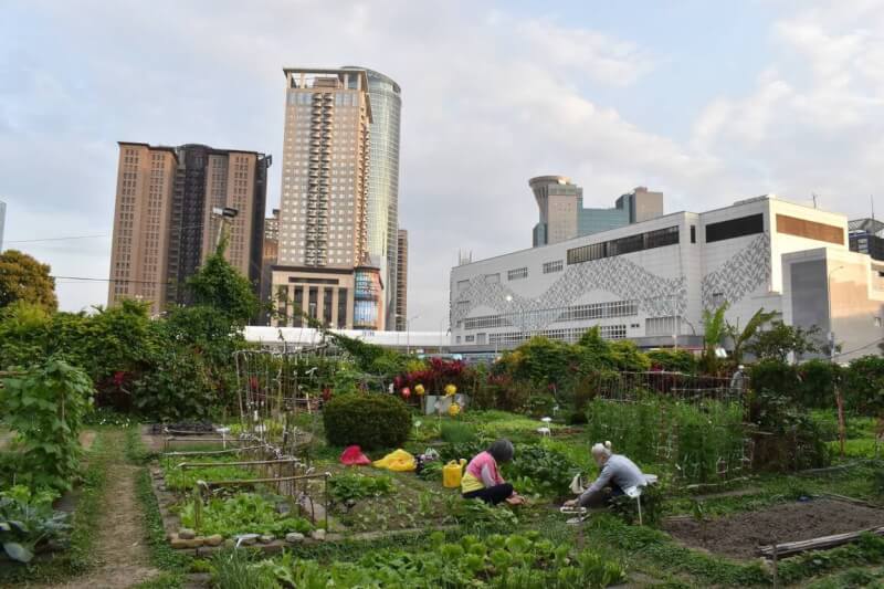 稼日蒔光新板可食地景位於新板特區黃金地段，一旁就是板橋轉運站與高樓豪宅，與園內田園景致形成強烈對比。中央社記者高華謙攝 112年2月18日