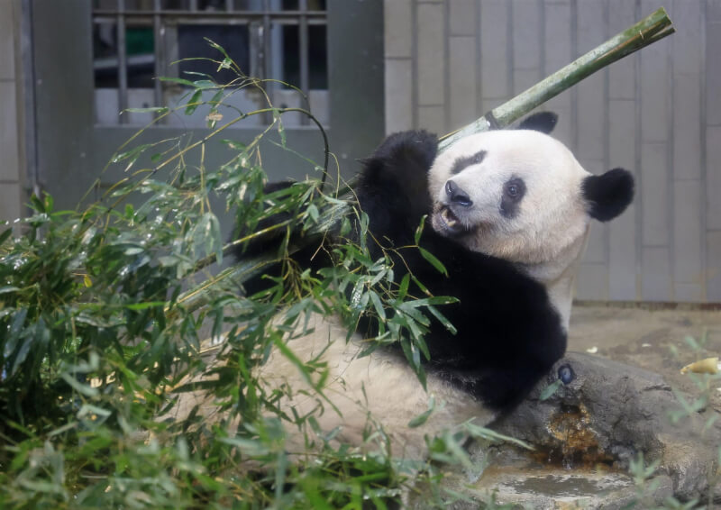 日本上野動物園內的5歲大貓熊香香將送返中國，19日是最後一天公開亮相。（共同社）