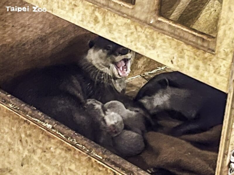 小爪水獺家族睽違4年再迎新成員，媽媽「蜜香」（左上）生下四胞胎，爸爸「史達奇」在一旁布置巢內及護衛寶寶。（圖取自台北市動物園網頁zoo.gov.taipei）