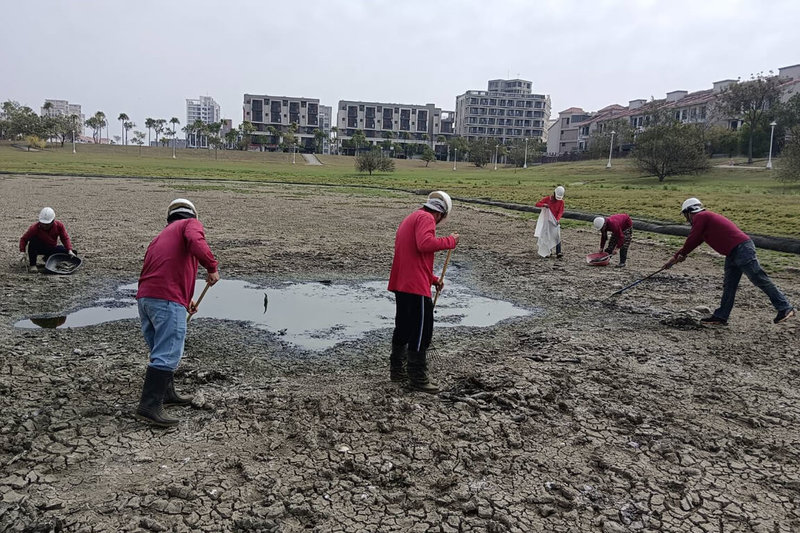 台南市善化區蓮潭公園滯洪池因水情不佳逐漸乾涸，死亡魚群飄散異味，工務局20日派員前往清出大量魚屍，概估數量約400條。（台南市工務局提供）中央社記者楊思瑞台南傳真 112年2月20日