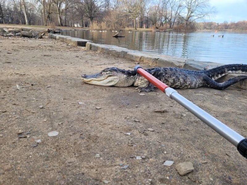 一條短吻鱷20日在紐約展望公園被捕獲，紐約市政府官員說，牠可能是被牠的主人棄養。（路透社）
