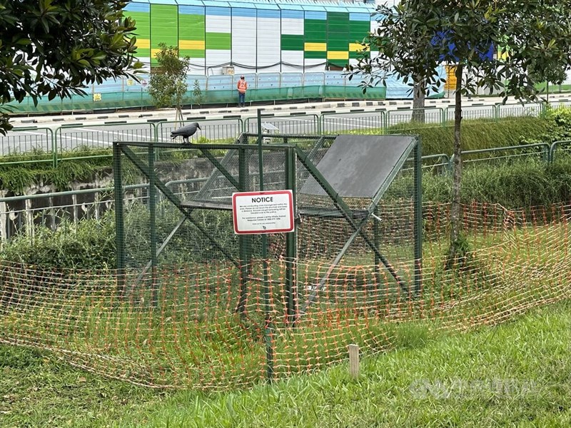 新加坡後港地區有烏鴉出沒，甚至攻擊附近居民。圖為新加坡國家公園局在後港設置大型捕鳥鐵籠因應。中央社記者侯姿瑩新加坡攝 112年2月22日
