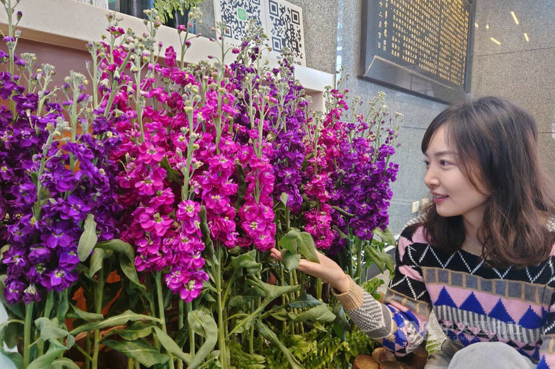 台南農改場紫羅蘭新品種可望提高栽培意願| 地方| 中央社CNA