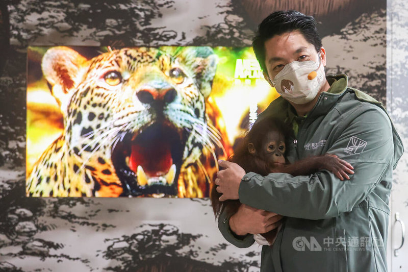 台北市長蔣萬安25日上午到台北市立動物園，化身一日保育員，學習照顧人工哺育的紅毛猩猩寶寶「秀彩」。中央社記者鄭清元攝  112年2月25日