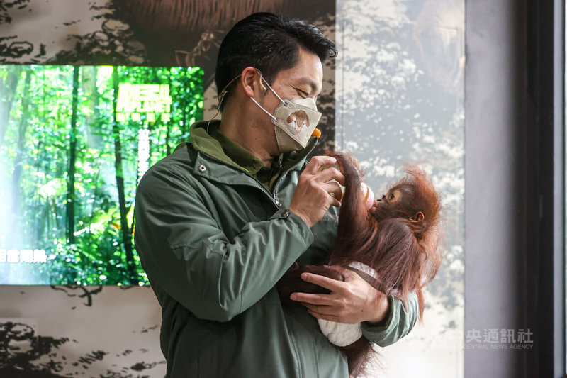 台北市長蔣萬安25日上午出席台北市立動物園照顧紅毛猩猩寶寶活動，拿起奶瓶餵食紅毛猩猩寶寶「秀彩」，體驗保育員的工作。中央社記者鄭清元攝  112年2月25日