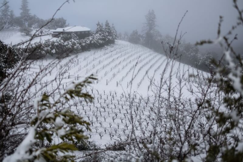 美國加州南部罕見降下大雪。圖為24日加州紅木城一座葡萄園被雪覆蓋。（路透社）