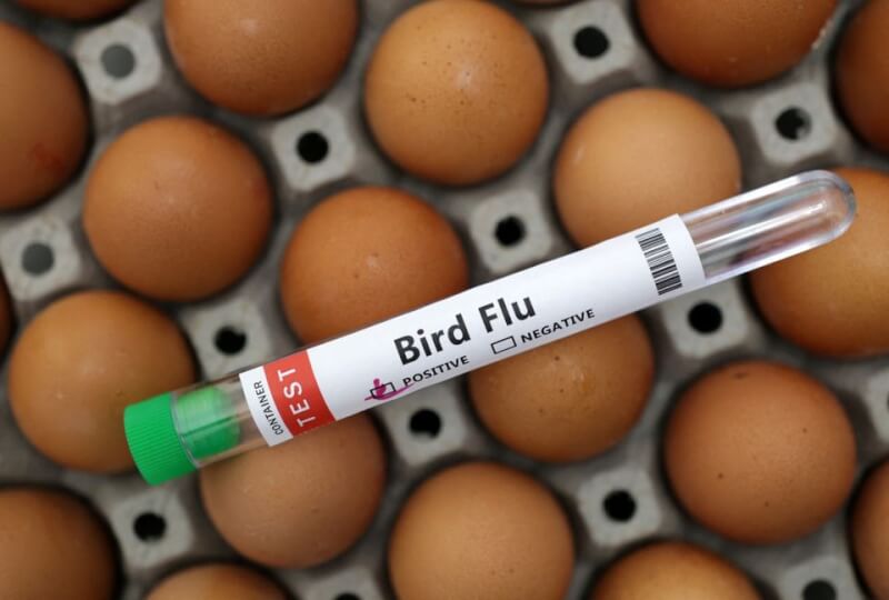 柬埔寨11歲女童日前感染H5N1禽流感死亡，她的父親隨後也驗出陽性。（示意圖／路透社）