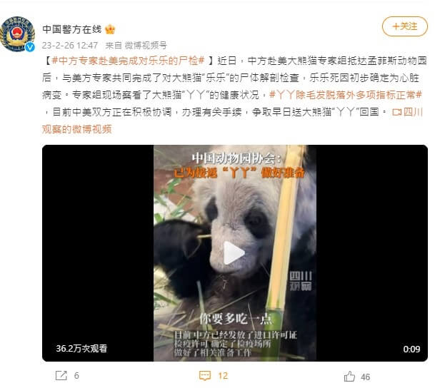 在美大貓熊丫丫的健康受關注，中國民眾直指美方照顧不周，中國動物園協會稱已做好接回準備。（圖取自中國警方在線微博weibo.com）