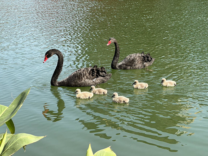 台中市西屯區秋紅谷公園的一對黑天鵝2月下旬迎來5隻小天鵝，台中市建設局28日表示，每天都有數千人前來觀賞可愛的小天鵝以及黑天鵝一家悠遊景象。（台中市政府提供）中央社記者郝雪卿傳真 112年2月28日