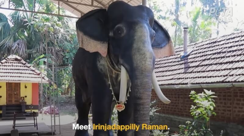 印度南部克勒拉省一座印度教廟宇在印度善待動物組織的支持下，啟用機器象「拉曼」代替真象執行宗教儀式。（圖取自officialPETAIndia YouTube頻道網頁youtube.com）