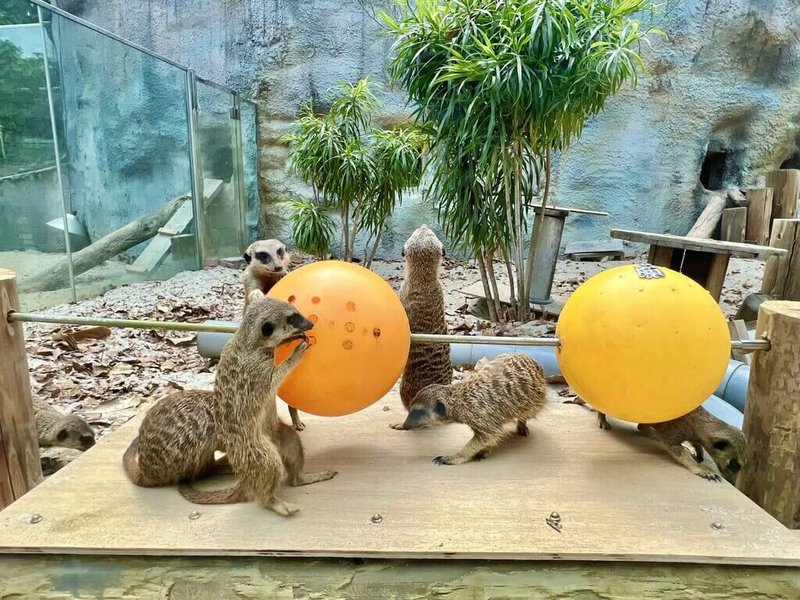 為讓動物生活環境更豐富，高雄壽山動物園根據狐獴探索覓食習性，打造「串燒覓食玩具」，讓狐獴透過玩玩具才能吃到蟲蟲大餐。（高雄市觀光局提供）中央社記者蔡孟妤傳真  112年3月1日