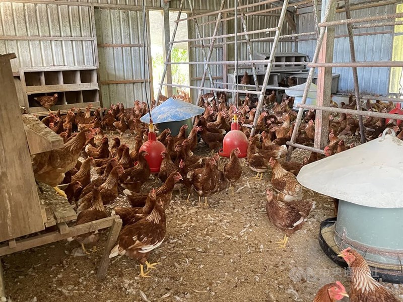 農委會主委陳吉仲1日表示，將傳統蛋雞場改建成密閉新式，才能對抗氣溫變化、產蛋率不下滑，估3日公布方案。圖為花蓮一處蛋雞場雞隻活動情形。（中央社檔案照片）