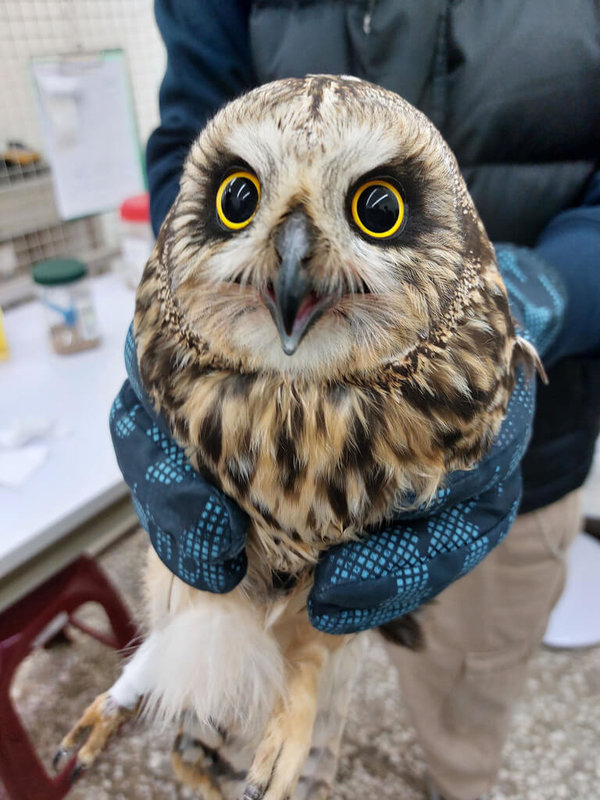 一隻二級保育類野生動物短耳鴞日前誤觸金門機場防鳥網，所幸獲救後復原狀況良好，2日由金門國家公園管理處人員與賢庵國小垵湖分校師生一起野放，順利回歸大自然。（金門國家公園管理處提供）中央社 112年3月2日