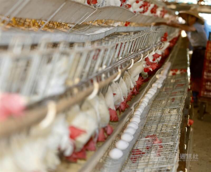 農委會3日公布中長期穩定雞蛋產能計畫，期盼有200場傳統開放式蛋雞場申請改建。圖為位於高雄的養雞場。（中央社檔案照片）