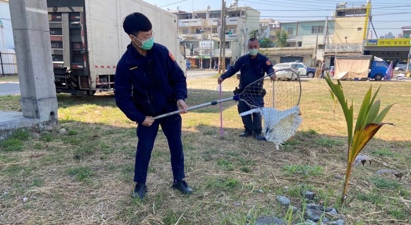 高雄市鳥松區路上日前出現5隻鴨子逛大街阻礙車輛通行，警方除指揮交通，還得驅趕集中鴨子，再用捕鳥網一一抓捕移置。（高雄市仁武警分局提供）中央社記者洪學廣傳真  112年3月2日