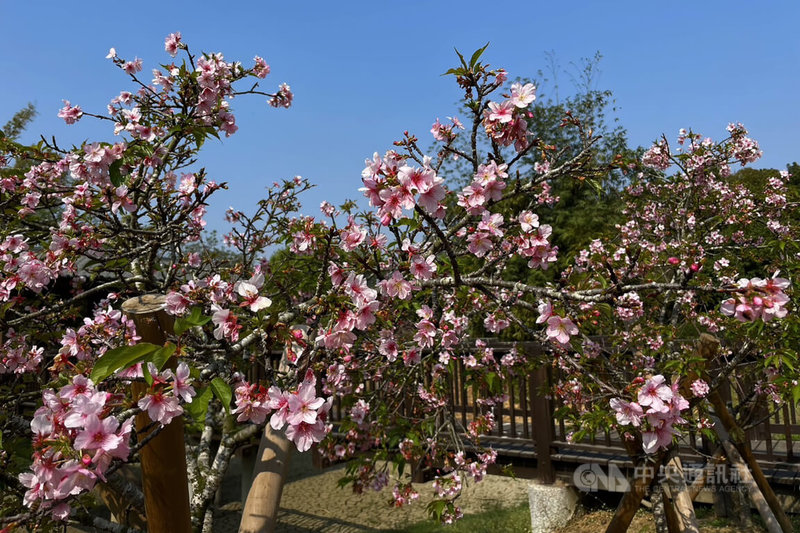 台南山上花園水道博物館淨水池區栽種的櫻花從2月開始陸續開花，數量最多的河津櫻花期即將結束。（台南市文化局提供。）中央社記者楊思瑞台南傳真  112年3月5日