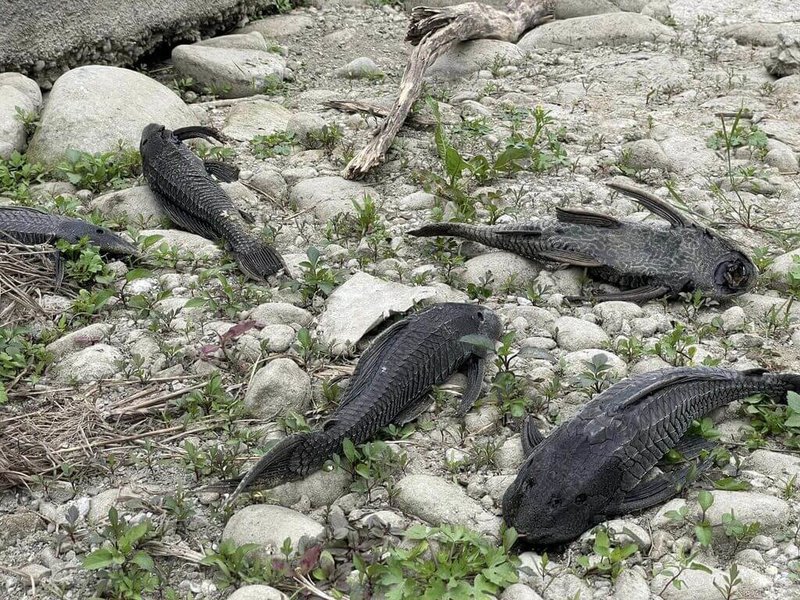 苗栗縣銅鑼鄉民代表徐裕逢6日指出，公館、銅鑼2鄉重要灌溉水源「東河圳」已嚴重乾涸，河床與去年水量充足、綠意盎然的景象有天壤之別，如今乾涸到只剩下「垃圾魚」且已死亡。（徐裕逢提供）中央社記者管瑞平傳真  112年3月6日