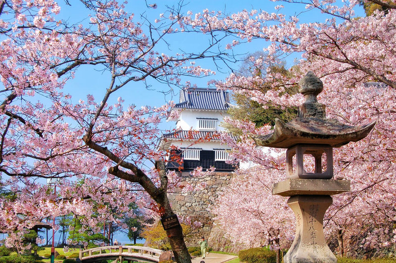 日本氣象協會預測，2023年長崎的櫻花開花日預計落在3月24日，長崎縣推薦旅客可以到大村公園賞櫻。（長崎縣觀光聯盟提供）中央社記者余曉涵傳真  112年3月6日