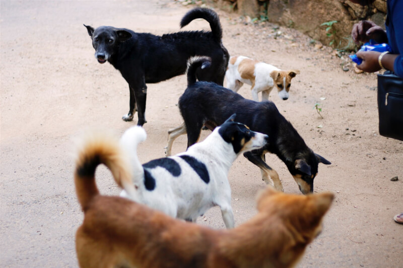 印度馬哈拉什特拉省屢傳流浪狗咬人事件，一名省議員建議把流浪狗送去吃狗肉的省分，引發多方抨擊。（示意圖／圖取自Unsplash圖庫）