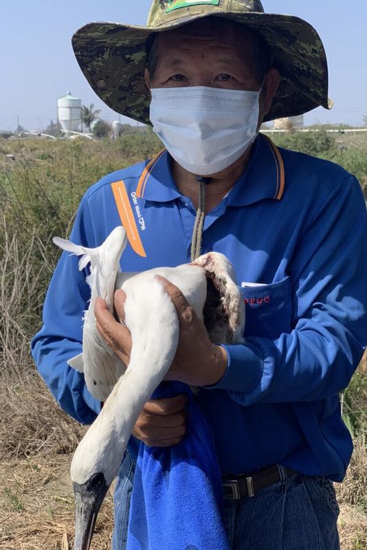 台南市生態保育學會副總幹事黃永豐（圖）7日在學甲濕地生態園區附近魚塭救援一隻受傷無法飛行的黑面琵鷺，經送醫檢查發現右翅骨折。（台南市生態保育學會提供）中央社記者楊思瑞台南傳真  112年3月8日