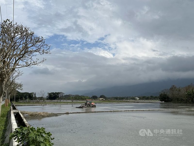 近日氣溫逐漸回升，但受鋒面影響，早晚溫差大，花蓮許多農民已開始翻土整地插秧，花蓮區農改場發現秧苗開始有稻熱病發生，呼籲農民及時防治處理。中央社記者李先鳳攝  112年3月9日