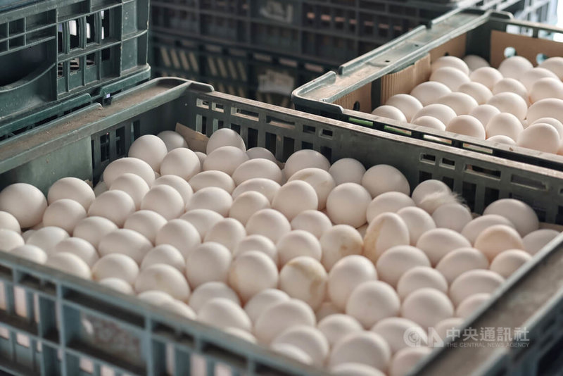 雞蛋供給不足、價格上漲，公平會9日表示，目前從上、中、下游來看，初步看業者並沒有聯合行為、漲幅一致的狀況，強調會持續關注民生重要物資價格狀況。圖為台北市萬華區一間蛋行貨車上的雞蛋。中央社記者趙世勳攝  112年3月9日