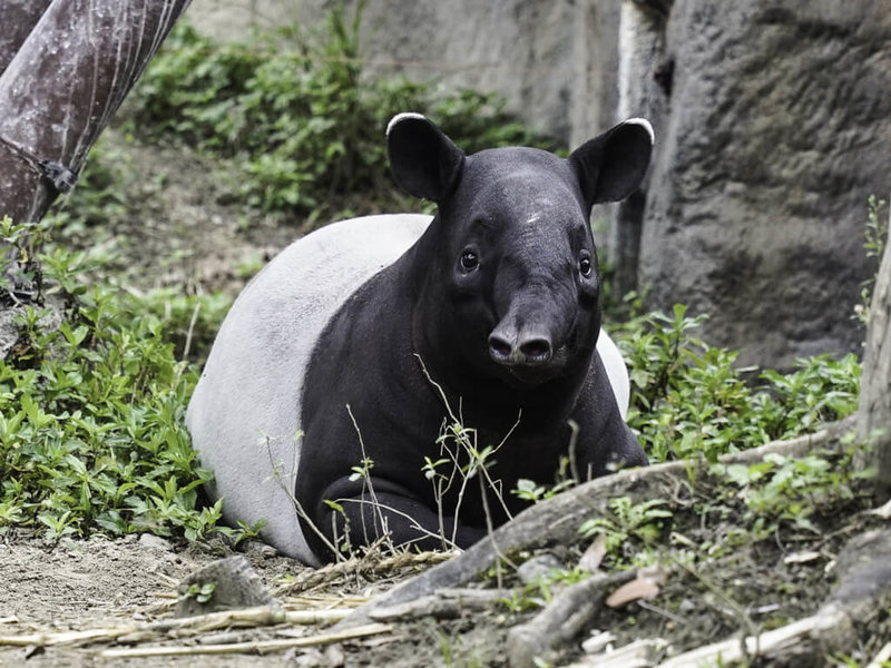 台北市立動物園10日表示，園內馬來貘家族已繁殖到第3代，分組照養在3個地方，年紀最小的「貘花豆」就與父母輪流使用熱帶雨林室外區。（台北市立動物園提供）中央社記者陳昱婷傳真  112年3月10日