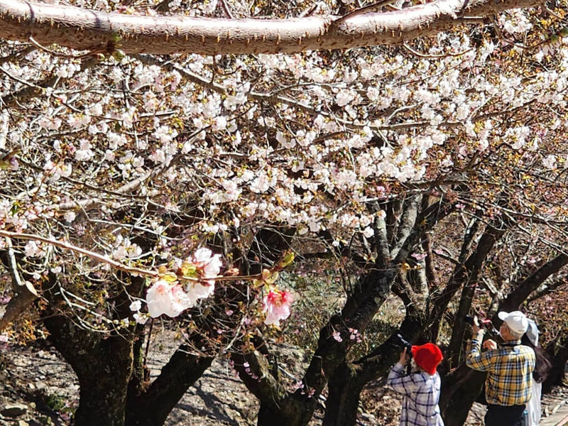 武陵農場白色系櫻花盛開，浪漫美景吸引民眾搶拍。（武陵農場提供）中央社記者趙麗妍傳真  112年3月13日