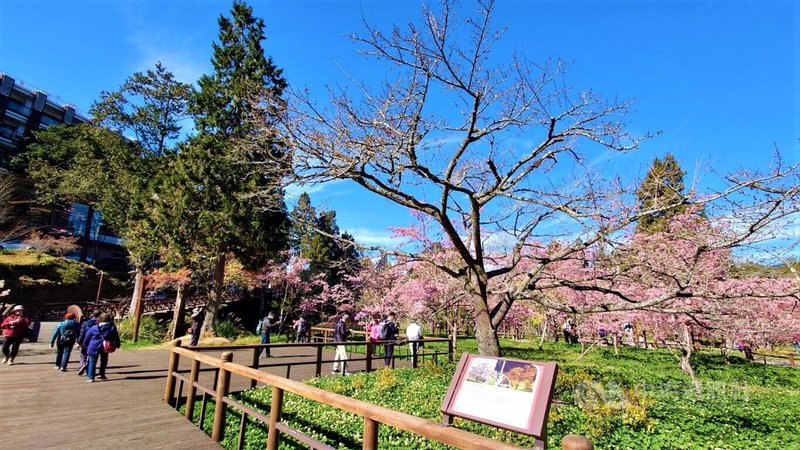 阿里山花季已展開，阿里山櫻王染井吉野櫻（圖）仍含苞待放，預估到3月25日才會盛開。中央社記者蔡智明攝  112年3月13日