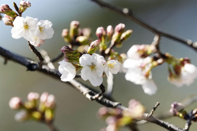日本氣象廳14日下午宣布，東京都今年染井吉野櫻正式開花。（共同社）