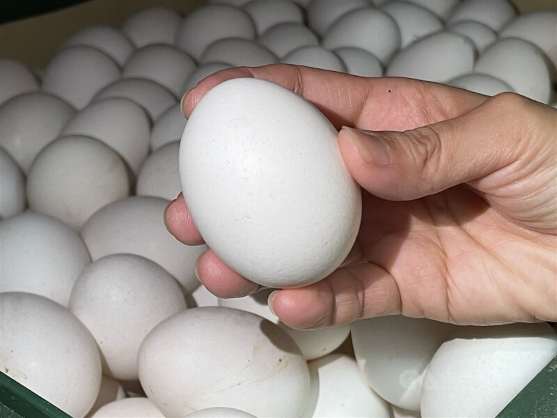農委會主委陳吉仲15日說，本週與下週會陸續進口雞蛋，也開放8國雞蛋進口，3月就會開始紓解。圖為北市火鍋業者的進貨備用的蛋品。（中央社檔案照片）