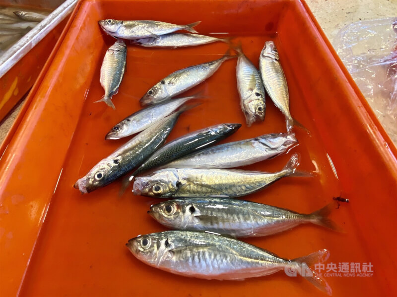 中國國台辦宣布，15日起恢復台灣冰鮮白帶魚、凍竹筴魚輸入。圖為高雄魚販販售的竹筴魚。（中央社檔案照片）