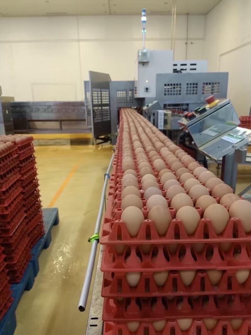 農委會防檢局近日派人赴泰國洽談出口雞蛋的檢疫條件，泰國畜牧廳表示，預計3月可以向台灣出口500萬到800萬顆雞蛋。（圖取自facebook.com/DLDthailand）