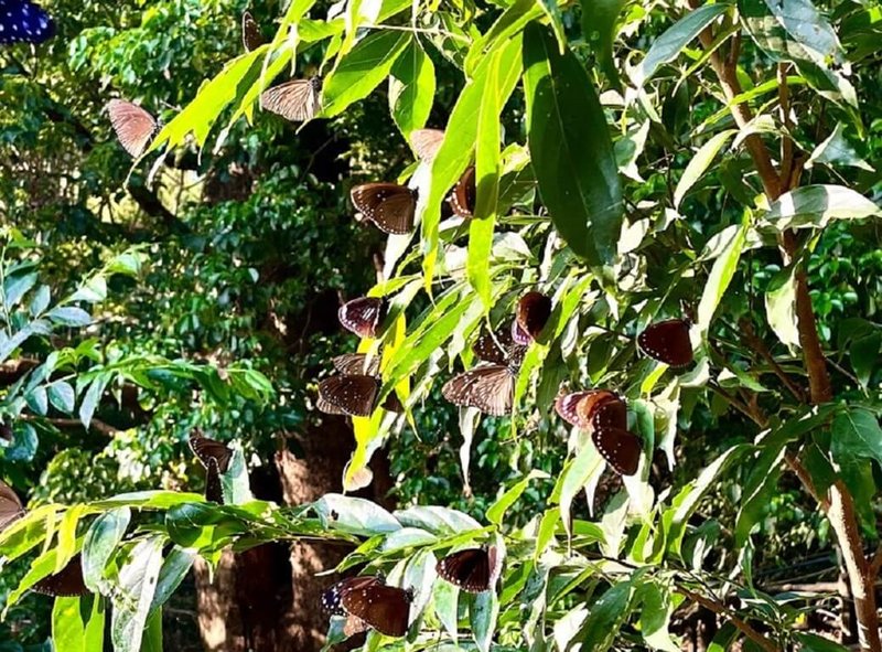 高雄茂林生態公園15日清晨出現大量蝶群，紫斑蝶群舞景觀，讓許多遊客驚嘆不已。（茂林國家風景區管理處提供）中央社記者蔡孟妤傳真  112年3月16日