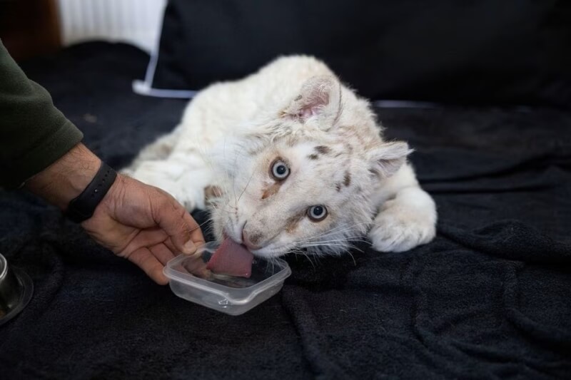 希臘雅典一間動物園的清潔工2月28日意外在停車場垃圾桶撿到一隻白虎寶寶。（路透社）