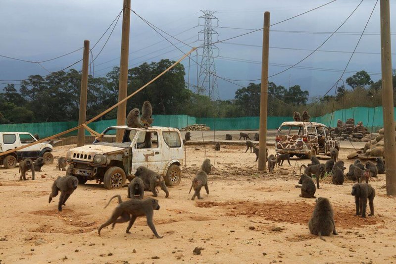 農委會林務局31日會勘六福村勘查狒狒飼養場域，並找動物影像辨識專家參與，評估建立AI（人工智慧）辨識模型清點園區狒狒數量。（新竹縣政府提供）