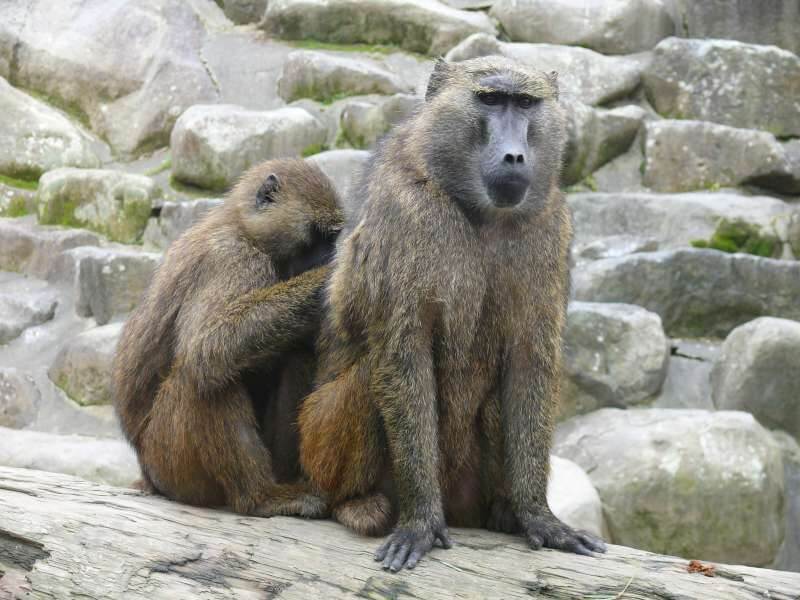 東非狒狒出沒桃園，林務局23日表示，狒狒是保育類動物，民眾不得私養。圖為台北市立動物園的東非狒狒。（圖取自愛台北市政雲服務網頁cloud.taipei）