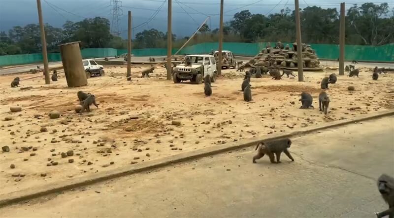 有自稱六福村員工向媒體投訴，指園內狒狒在3年多前精算是250隻以上，現在登記有案的150隻是假數據。六福村回應表示數量待清查。（讀者提供）
