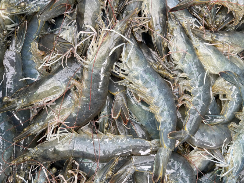 農委會漁業署26日表示，台灣每年約自宏都拉斯進口白蝦1萬1000噸，占蝦類進口量32%。（圖取自Pixabay圖庫）