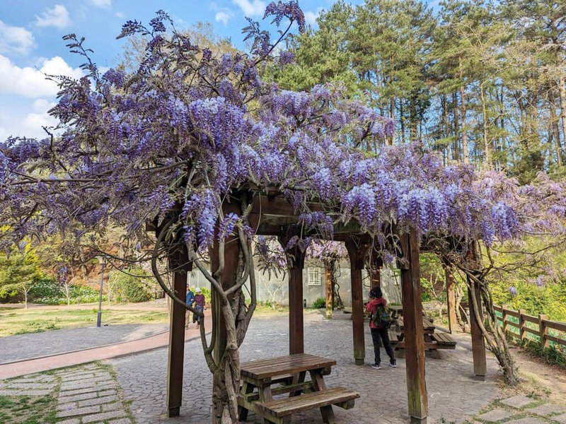 福壽山農場十里桃花林紫藤花提早綻放爭豔| 地方| 中央社CNA