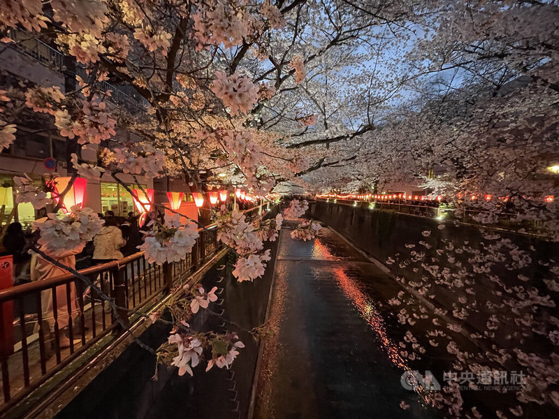 東京目黑川兩旁種植約800株染井吉野櫻樹，擺脫C0VID-19疫情陰霾，今年時隔4年舉辦櫻花季活動及夜間點燈活動，別有一番風情。中央社記者楊明珠東京攝 112年3月28日