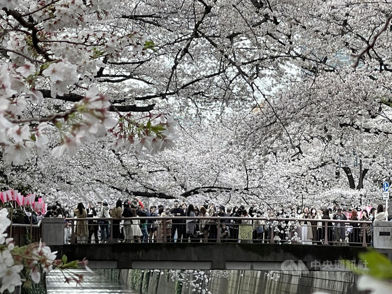 東京櫻花14日開花，22日盛開，近日櫻花落英繽紛。網路票選人氣度最高的賞櫻景點東京目黑川一帶湧入賞櫻客，今年與去年最大的不同是台灣等外籍客大增。中央社記者楊明珠東京攝 112年3月28日