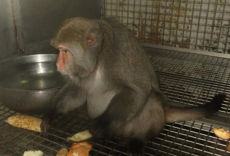 台北市動保處28日表示，中央已公告台灣獼猴為禁止飼養輸入或輸出動物，符合飼養資格者應在31日前完成登記，才能合法飼養獼猴，未登記被查獲可裁罰新台幣5萬元以上、25萬元以下罰鍰並沒收獼猴。（台北市動保處提供）中央社記者劉建邦傳真  112年3月28日