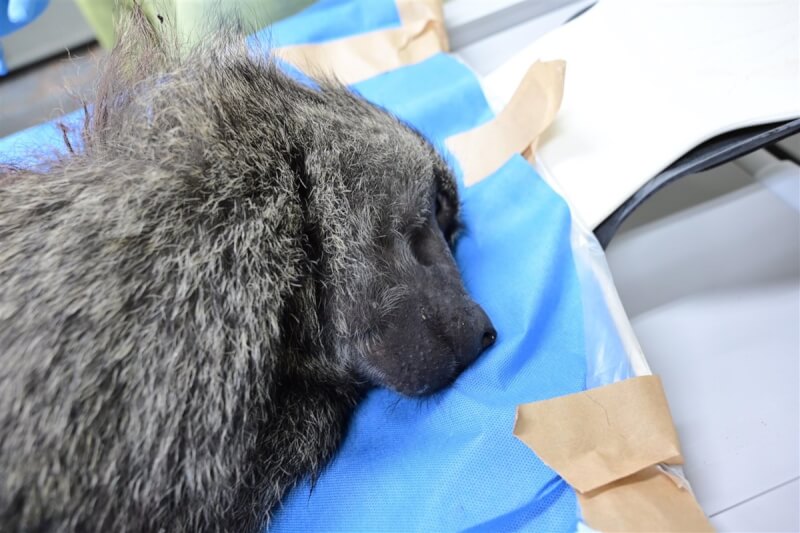 桃園市政府27日捕獲的狒狒受槍傷死亡。狒狒屍體28日上午送抵台北市立動物園檢驗傷勢、判斷物種。圖為狒狒頭部外觀。（農委會林務局提供）